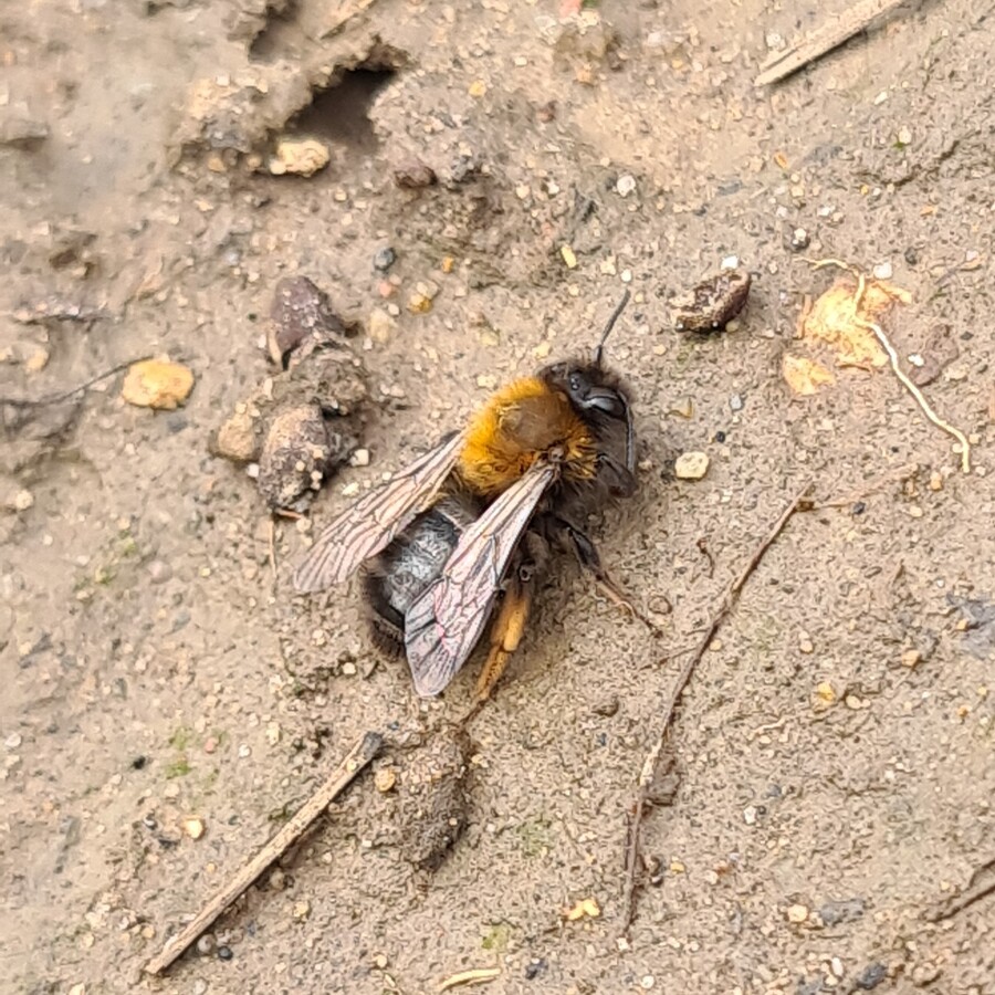 Clark's Mining Bee - Hampton Heath - 25-03-2023